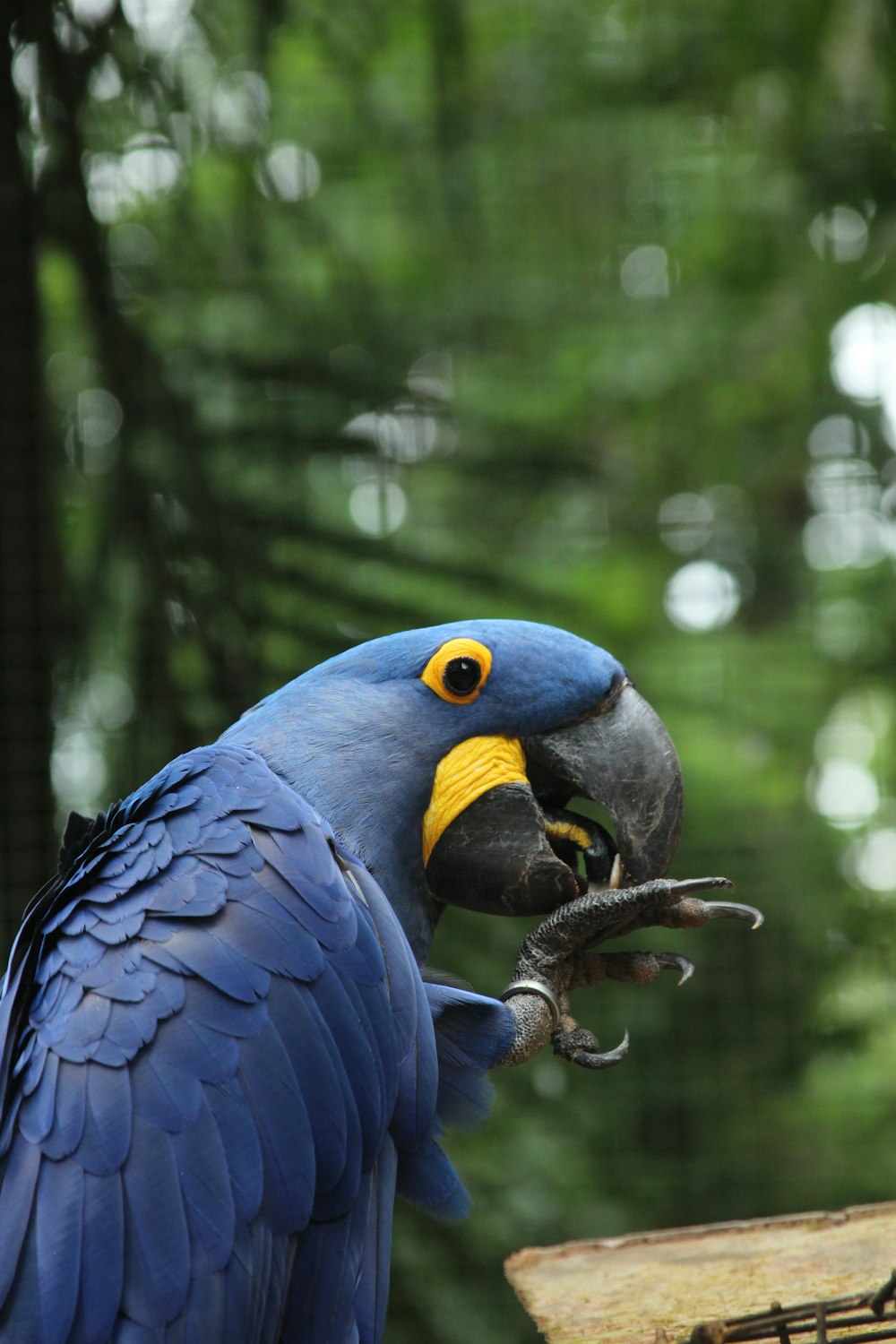 hyacinth macaw selective focus photography