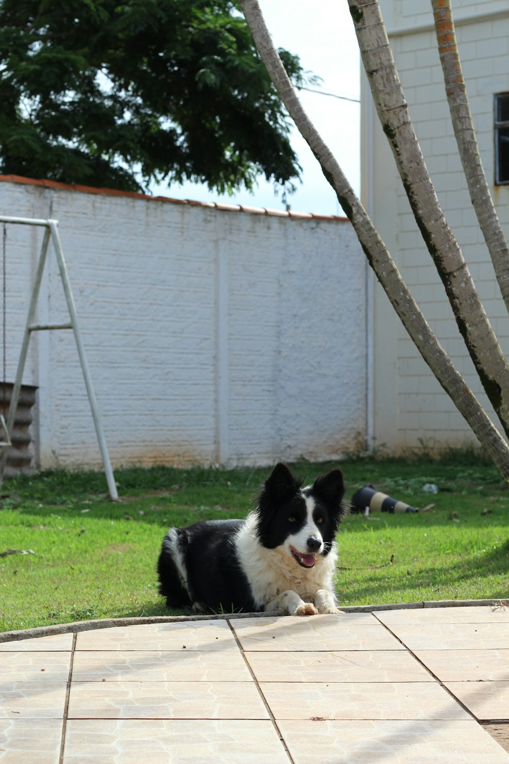 short-coated black and white dog on groun