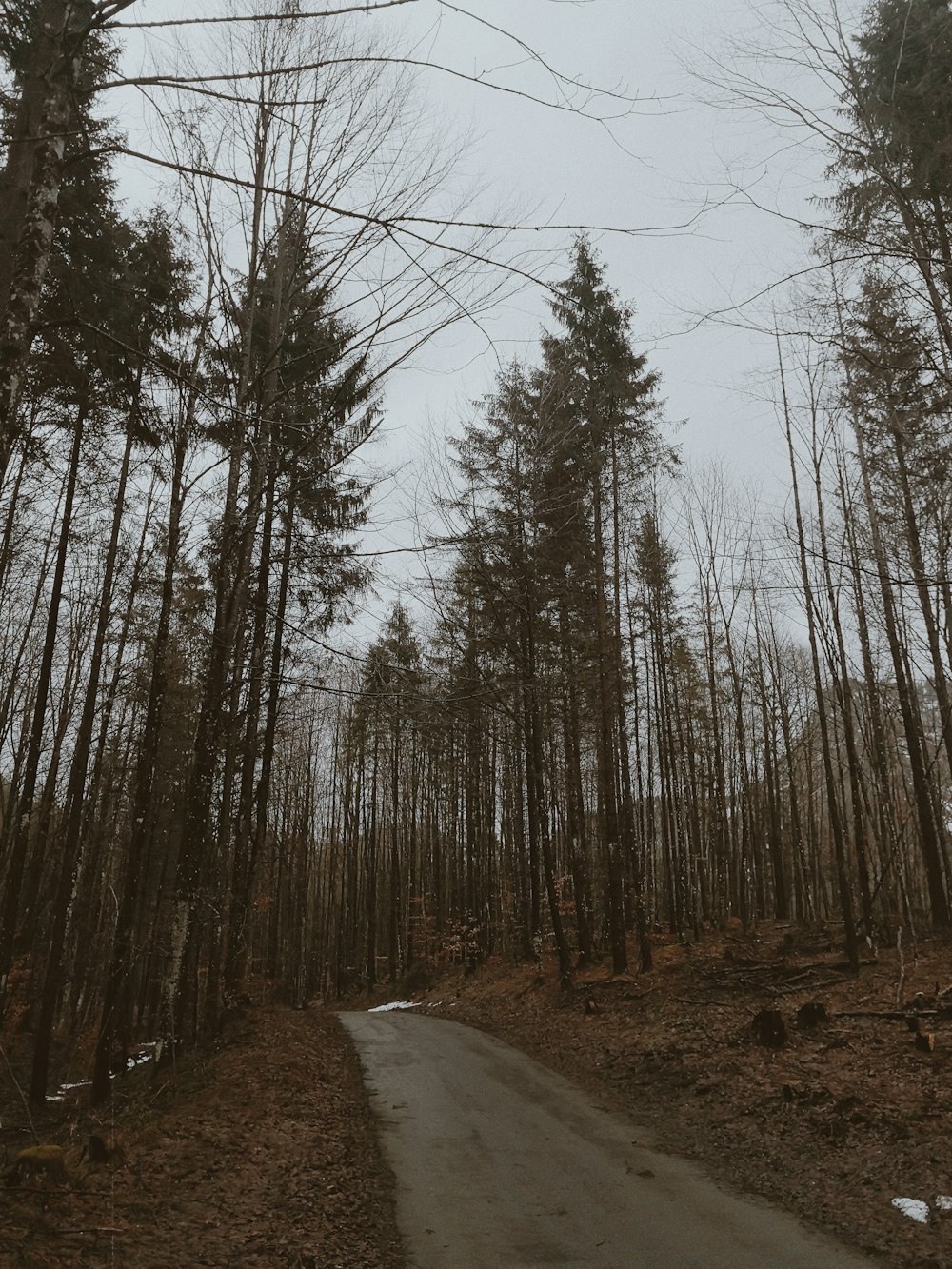 road between trees