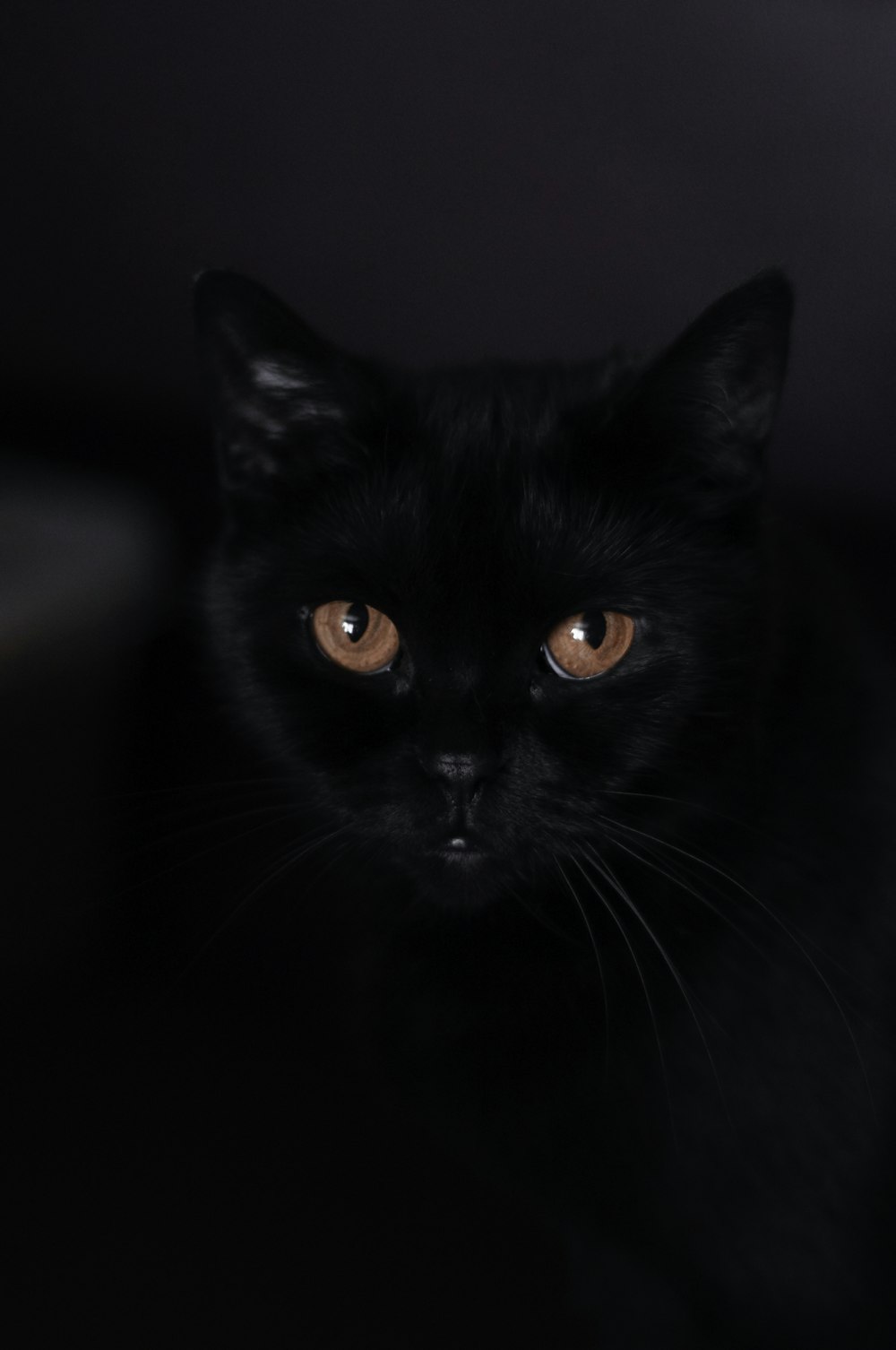 bombay cat on selective focus photography