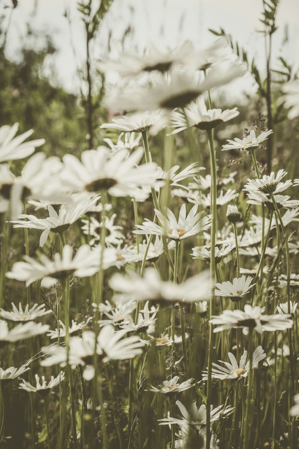 bed of white daisies