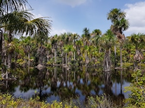 palm trees reflecting on river during daytime