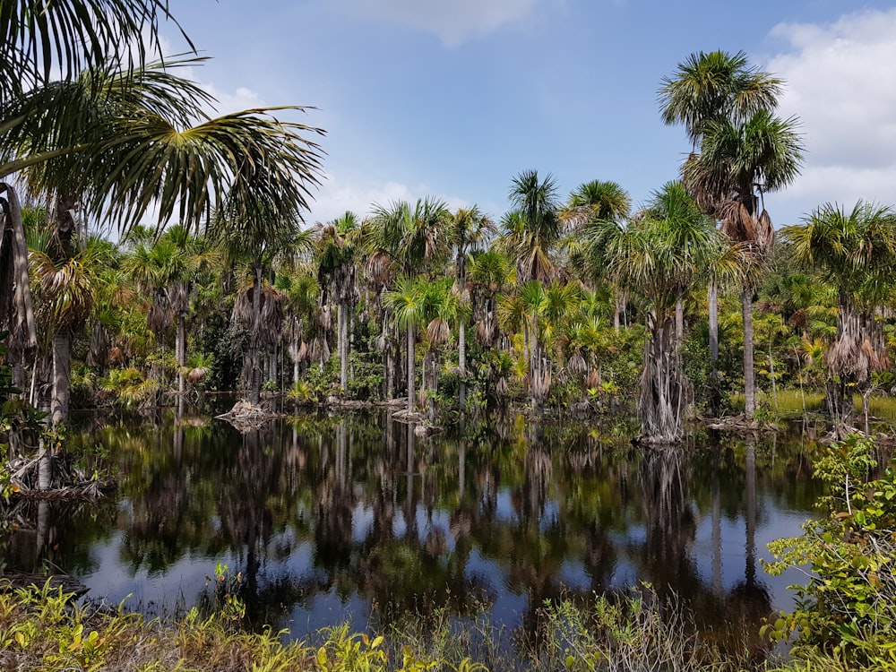 palm trees reflecting on river during daytime