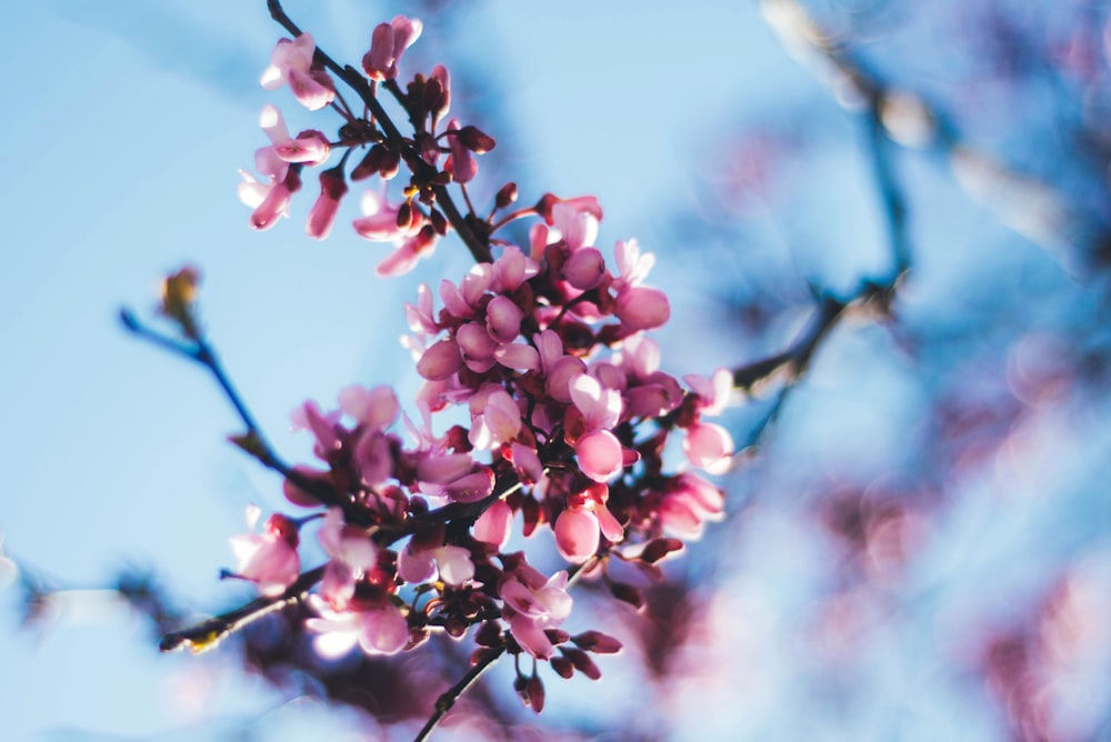 pink-petaled flowers