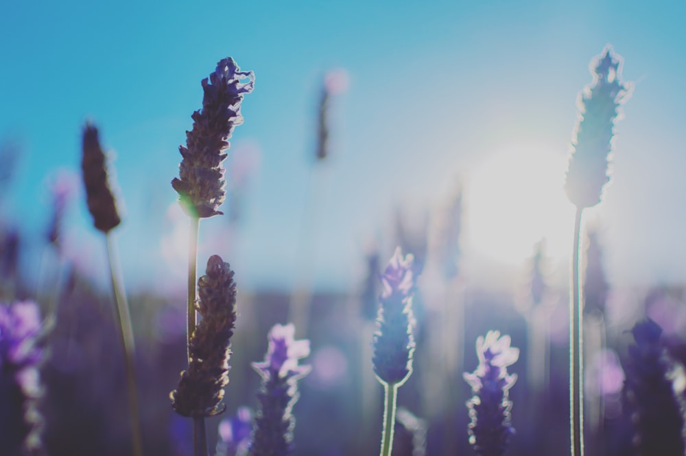 purple lavender flower during daytime