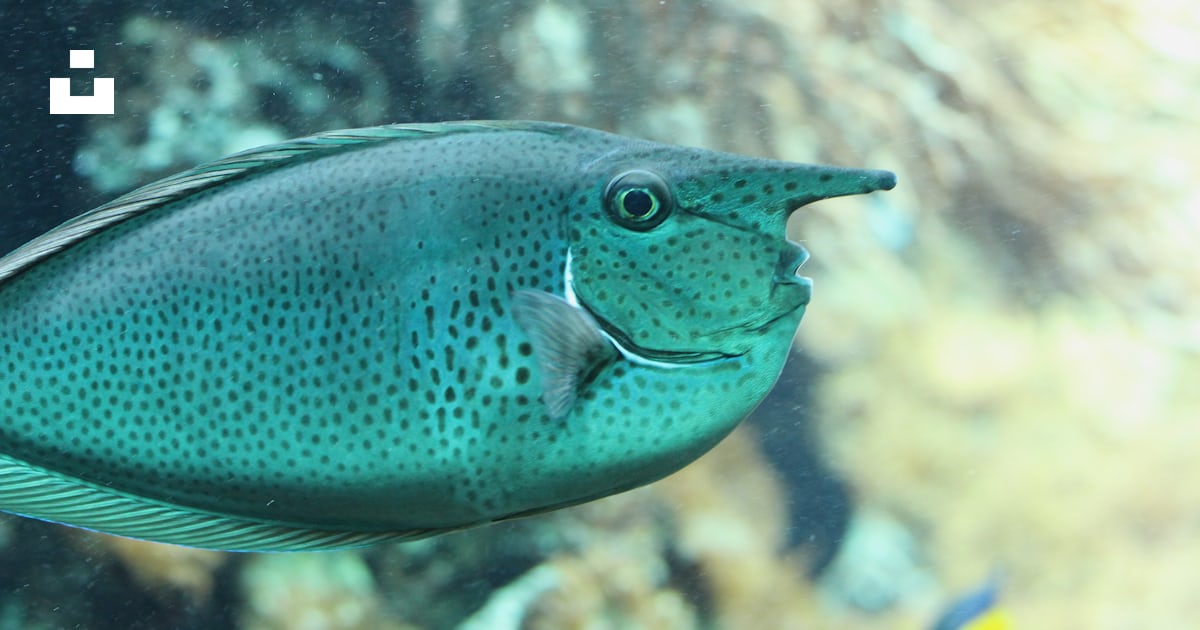 Grey fish photo Free Sea Image on Unsplash