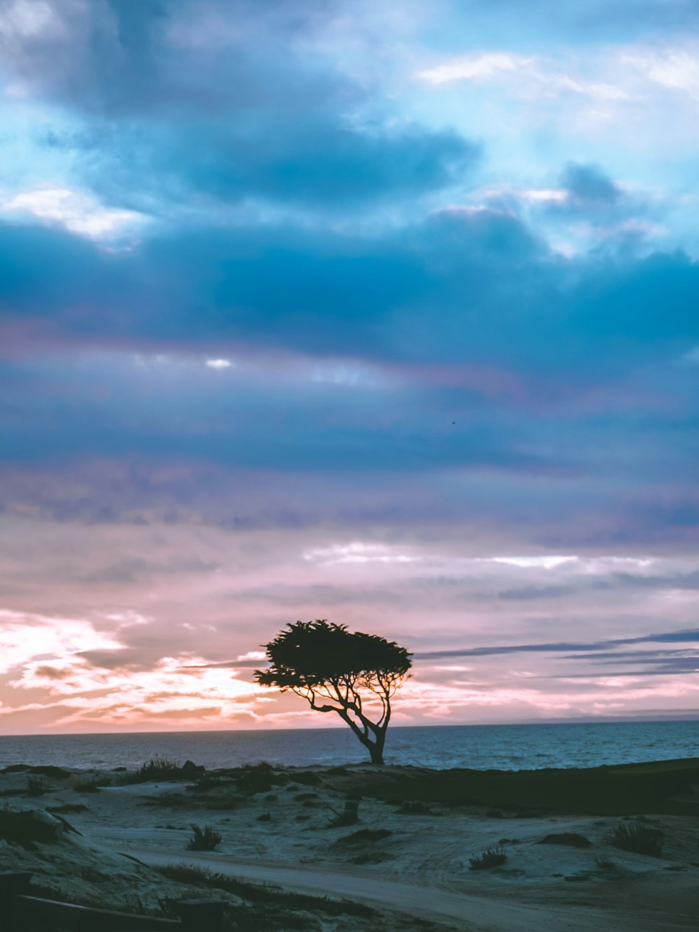 tree at shore under blue sky