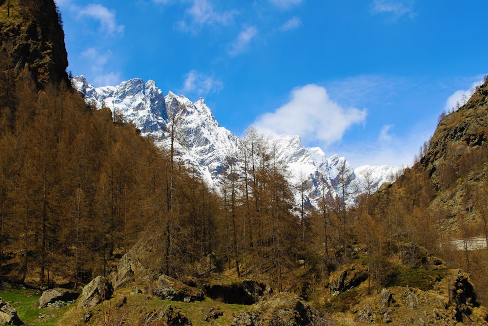 snow capped mountain beside forest