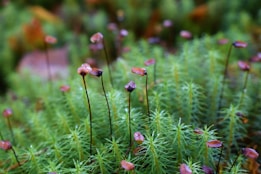 Tiny brown seed capsules are perched on thin stalks above a dense carpet of vibrant green moss. The intricate, needle-like leaves of the moss create a rich texture, and droplets of water add a fresh, dewy look.