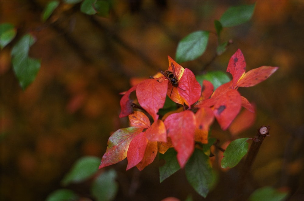 selective focus photography of bee on red leaf