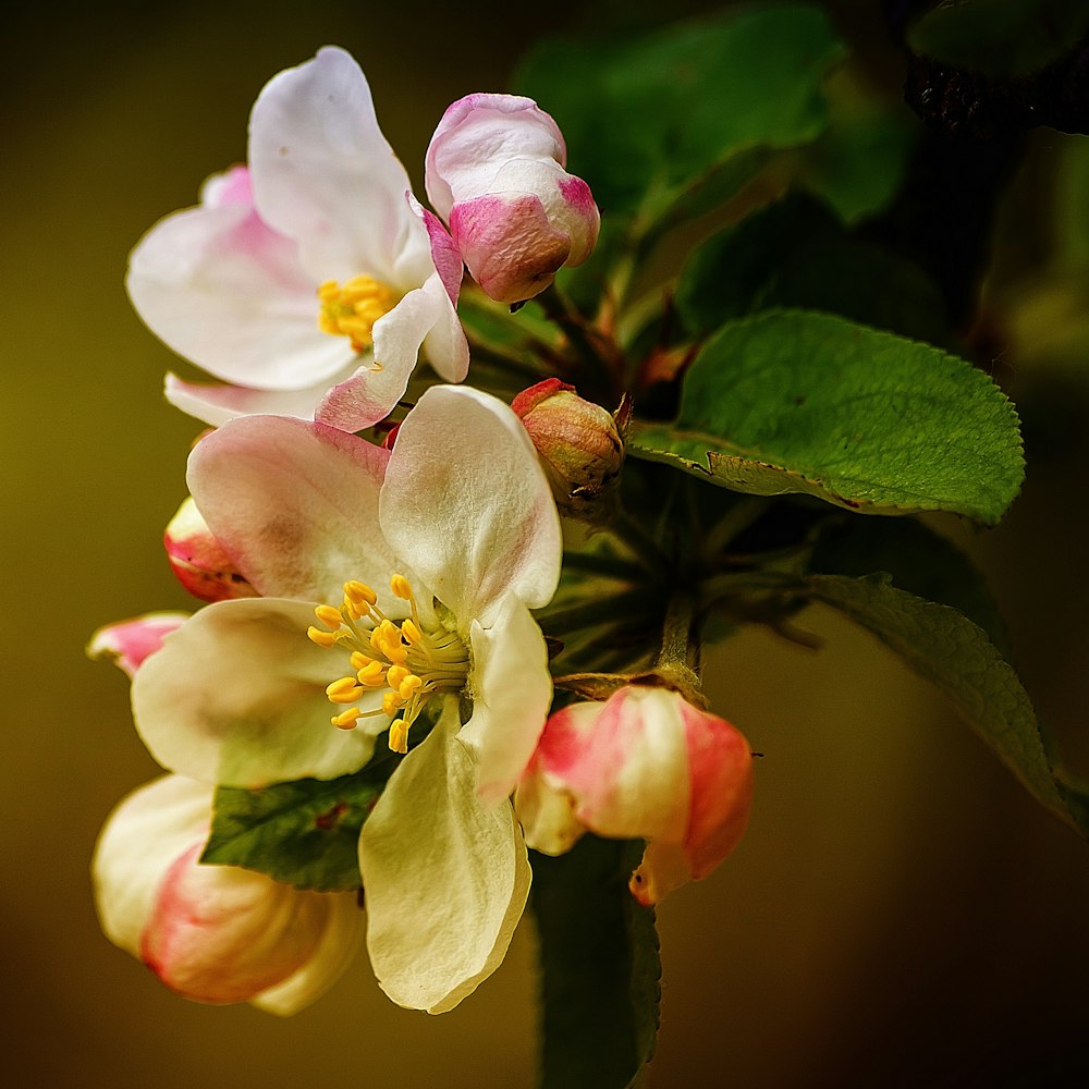 close up photography of pink flowers at daytime