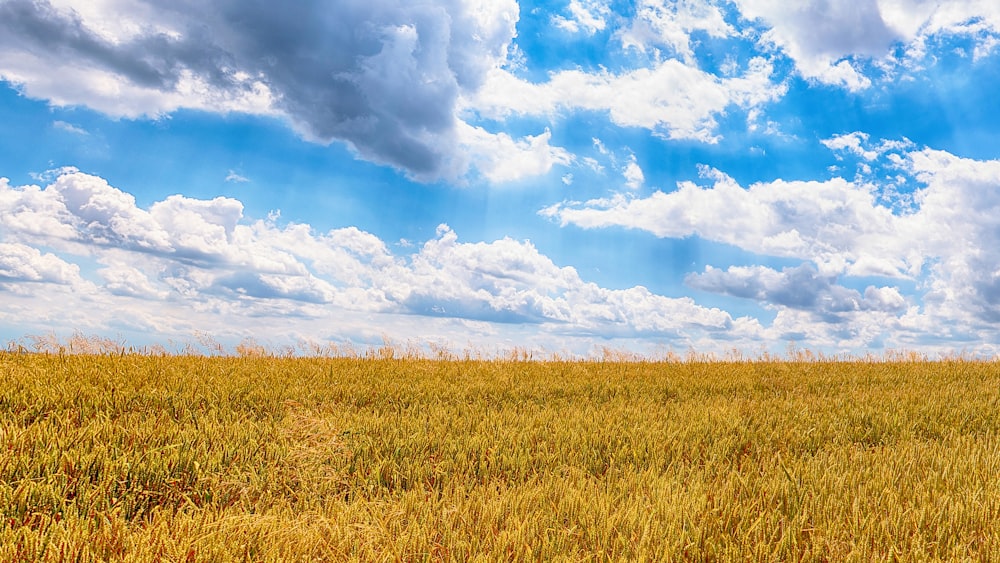 grass field during daytime