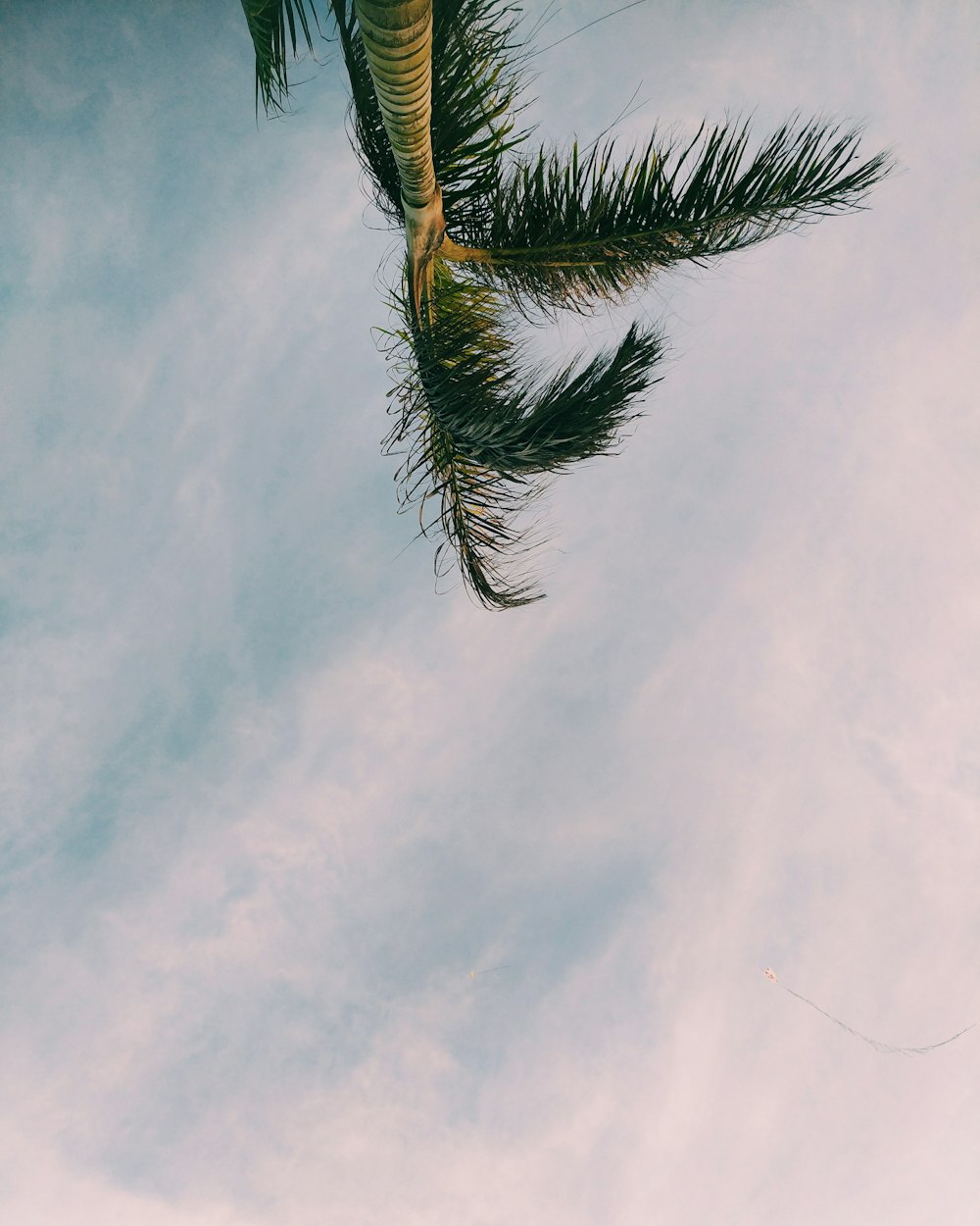 palm tree