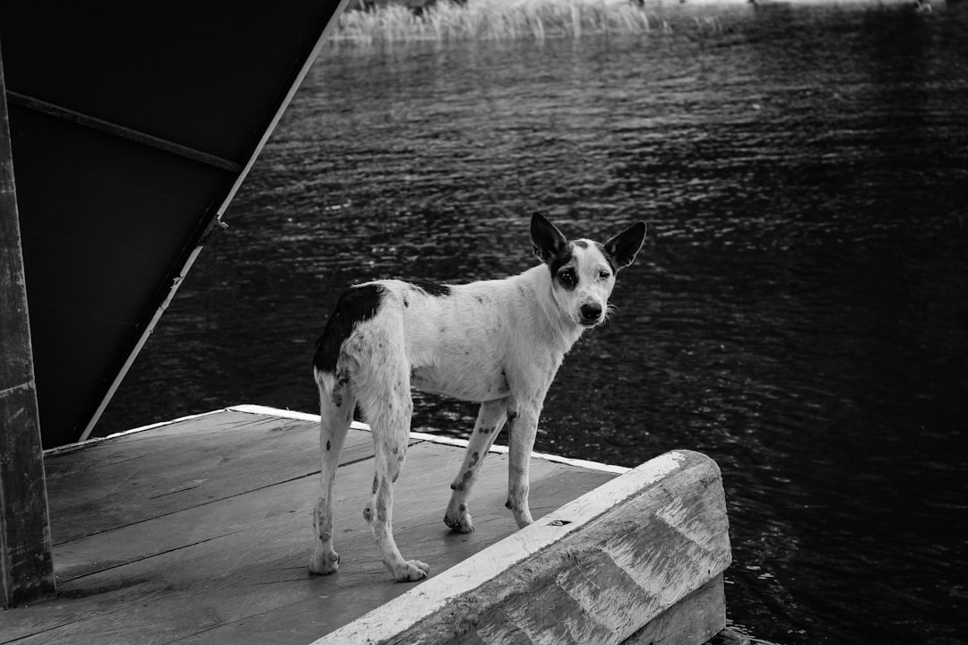 dog on dock
