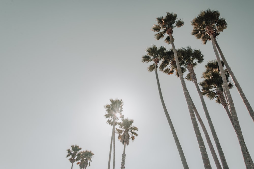 low angle photography of trees