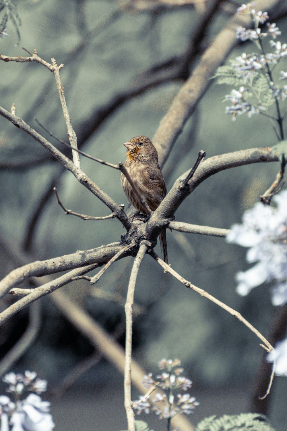 brown bird perch on tree branch