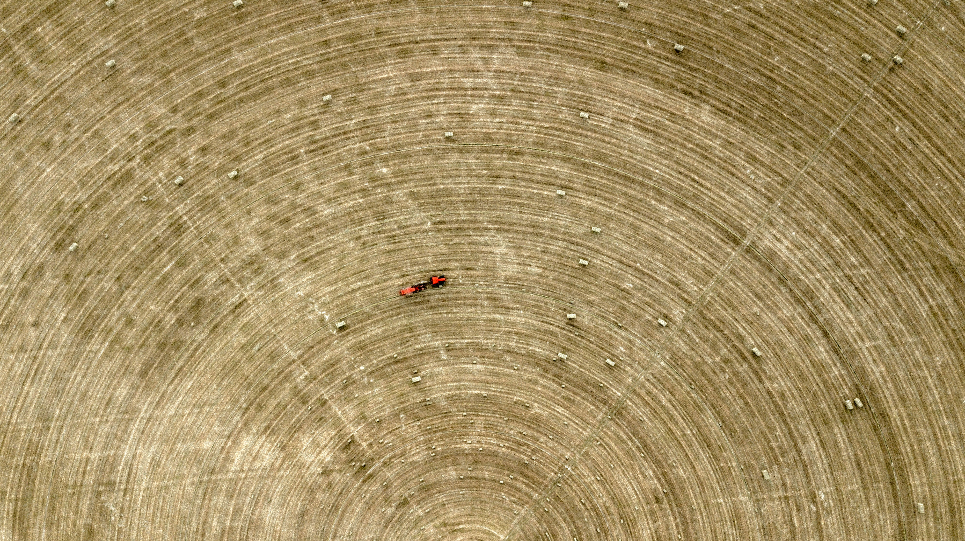 red ant on brown board