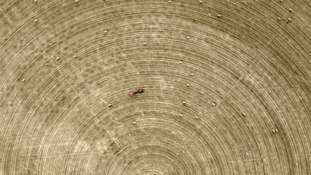 red ant on brown board