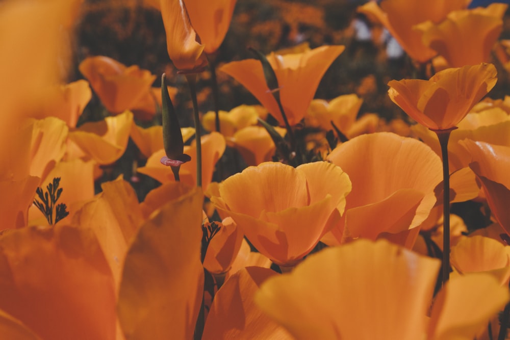 selective focus photo of yellow-petaled flowers