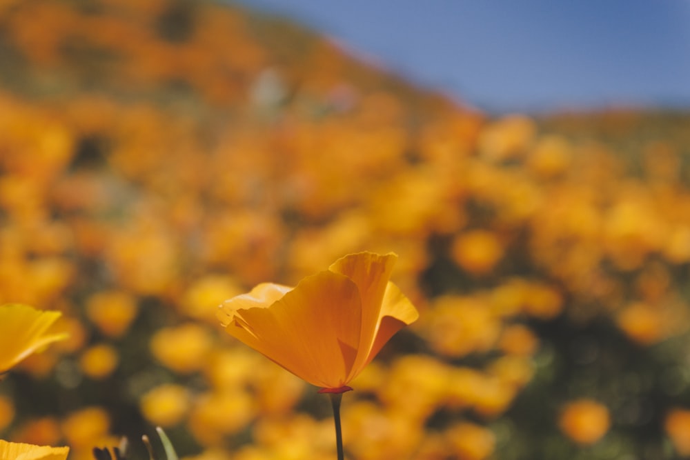 selective focus photography of orange poppy field during daytime