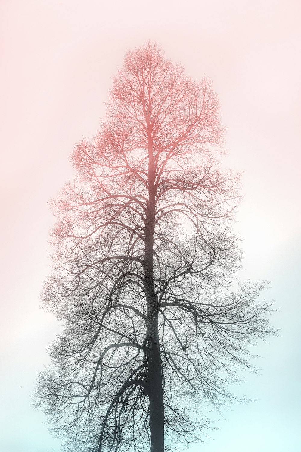 silhouette of withered tree