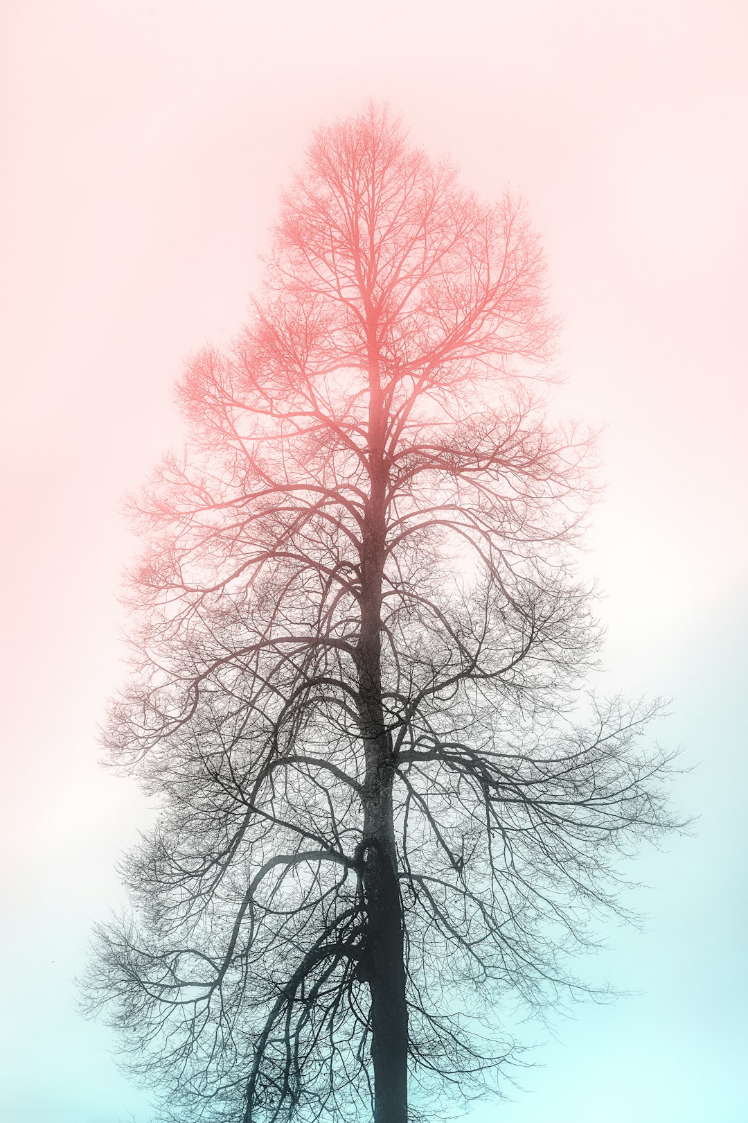 silhouette of withered tree