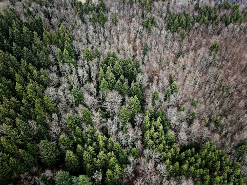 aerial photography of pine trees