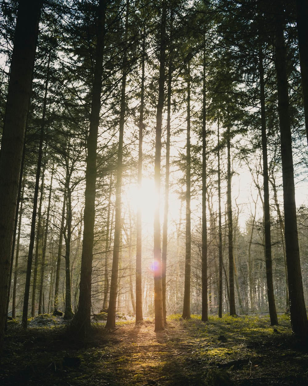 森を突き抜ける太陽の光