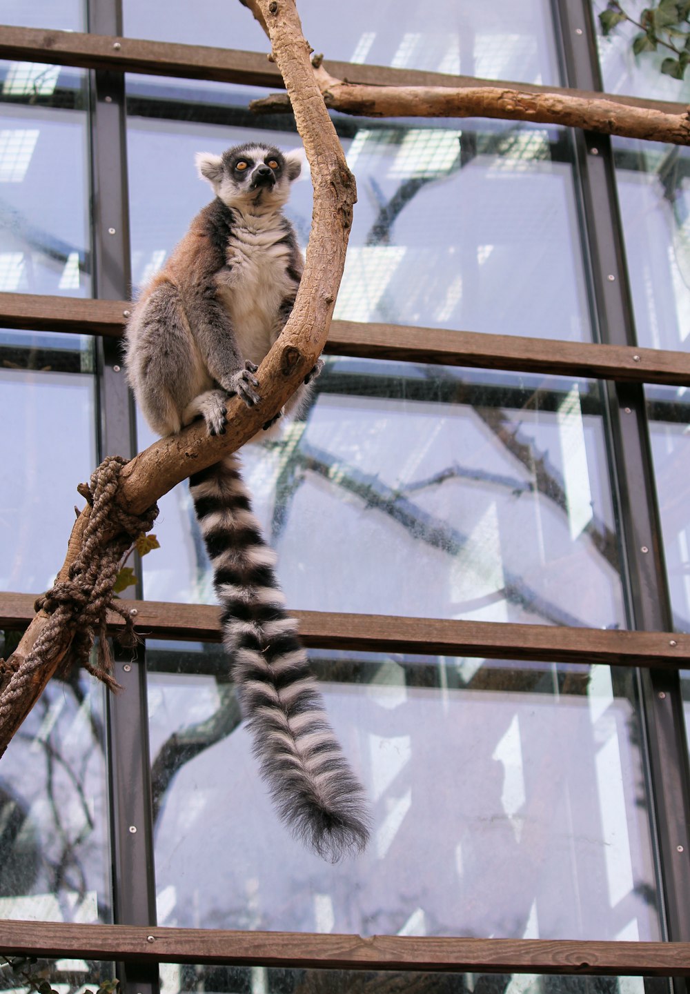 ring-tail lemur on brown branch