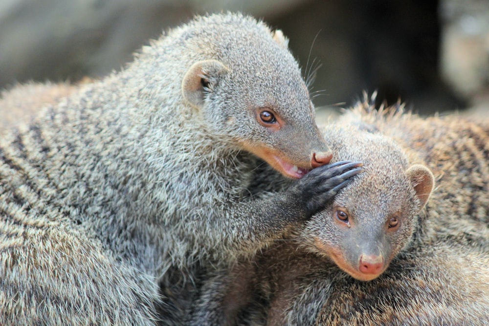 two gray rodents