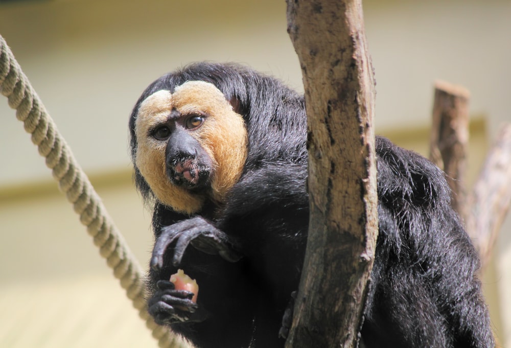 black and brown monkey