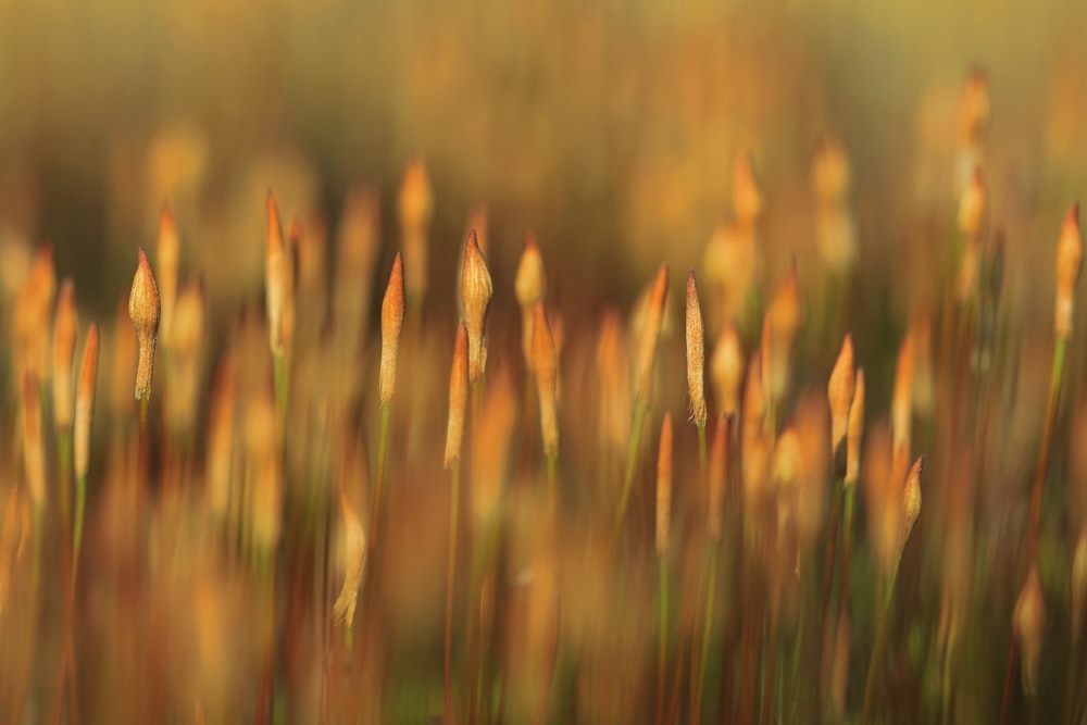 brown plants