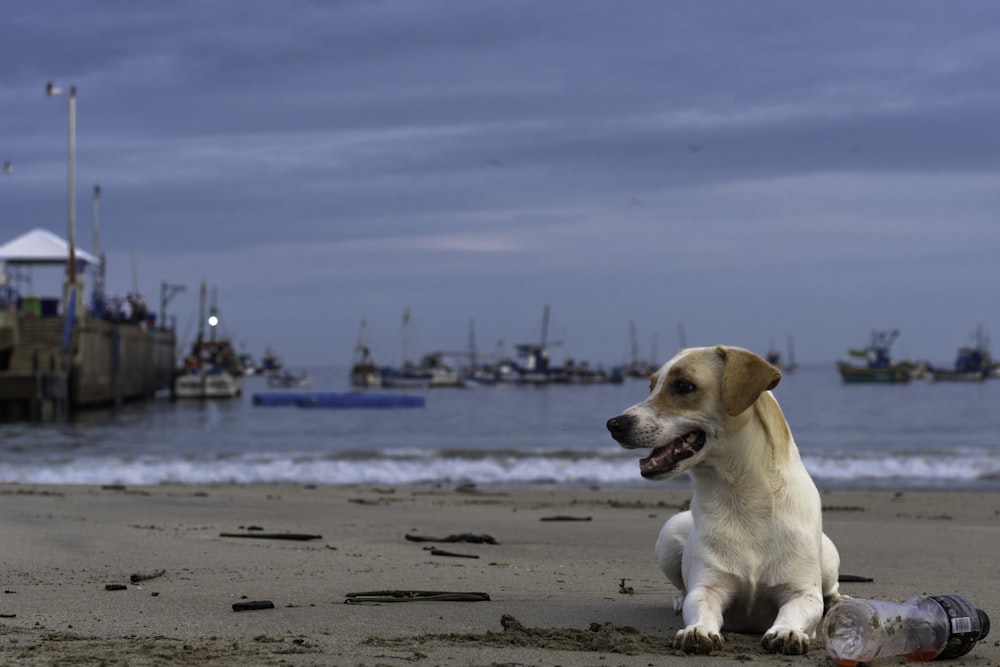 short coated tan and white dog lying on shore beside empty bottle