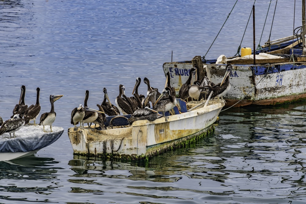 flock of pelicans on row boats