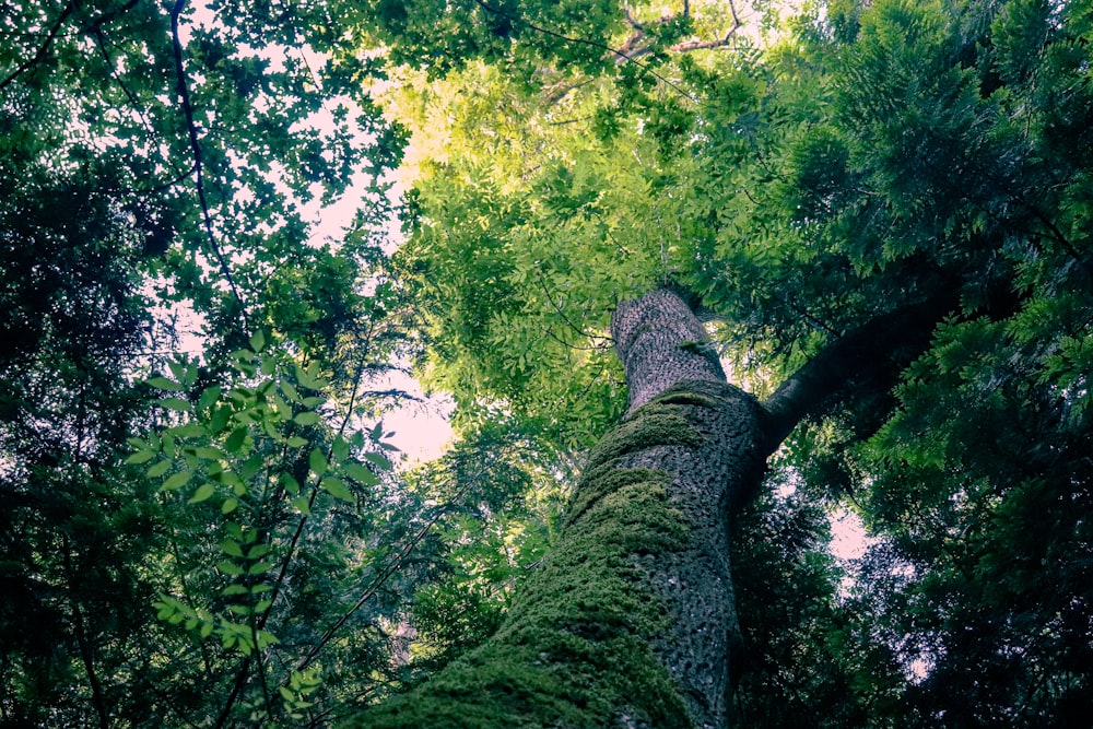 Fotografía de árboles desde un ángulo bajo