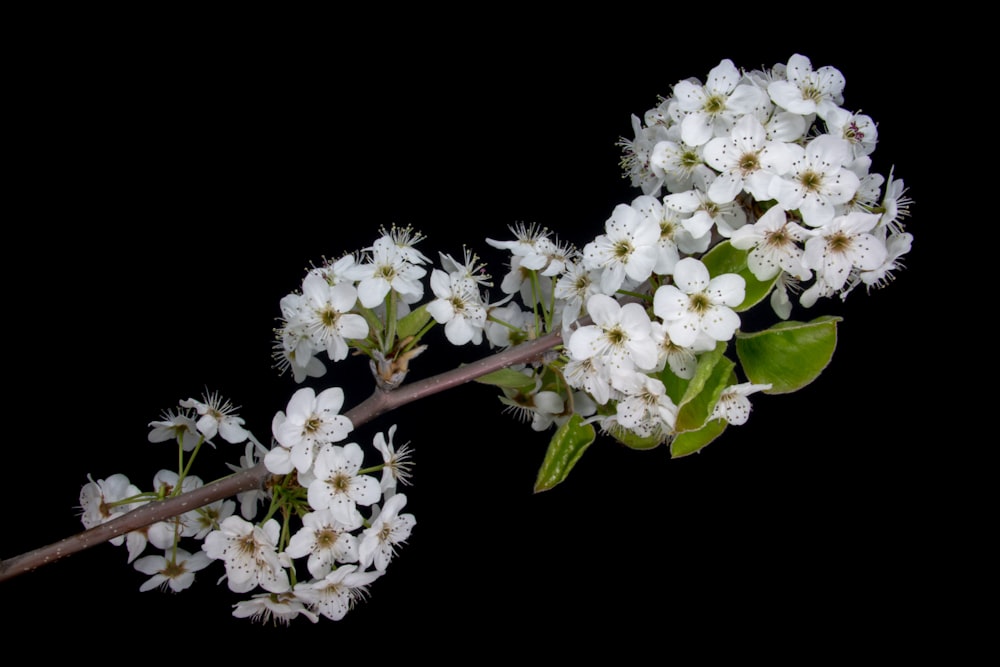 white petaled flowers