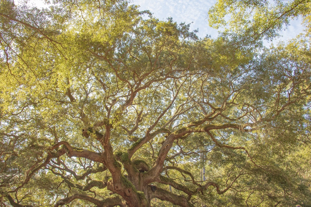 green-leafed tree