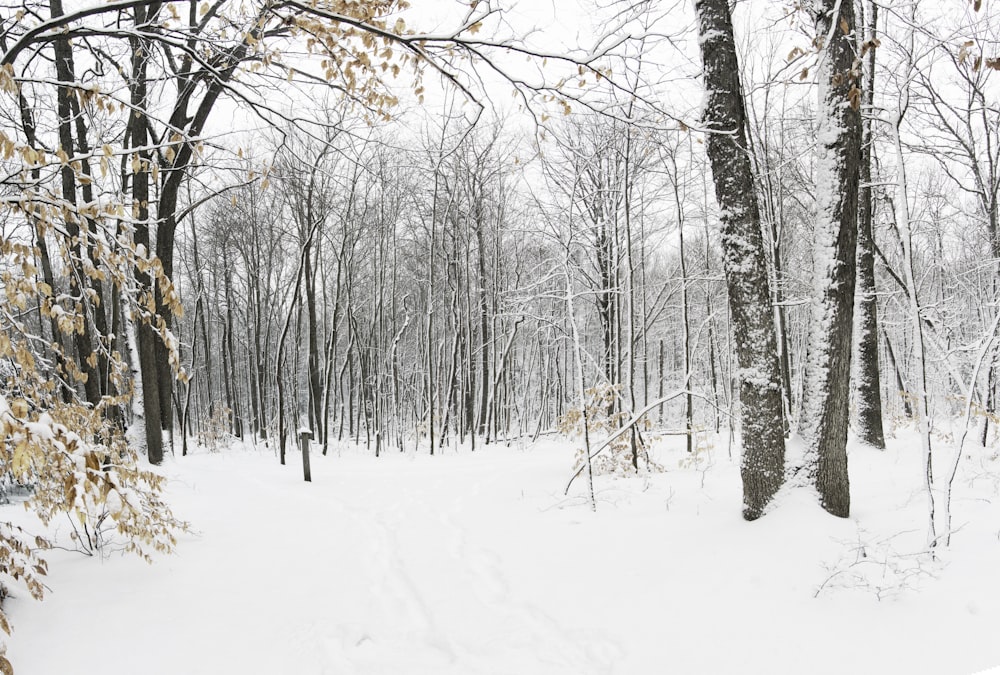 forest during winter