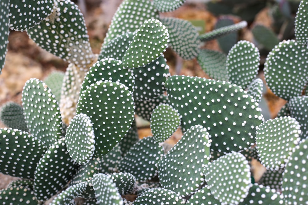 green candelabra cactus