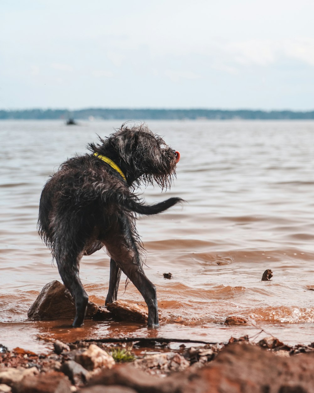 wet dog at the beach