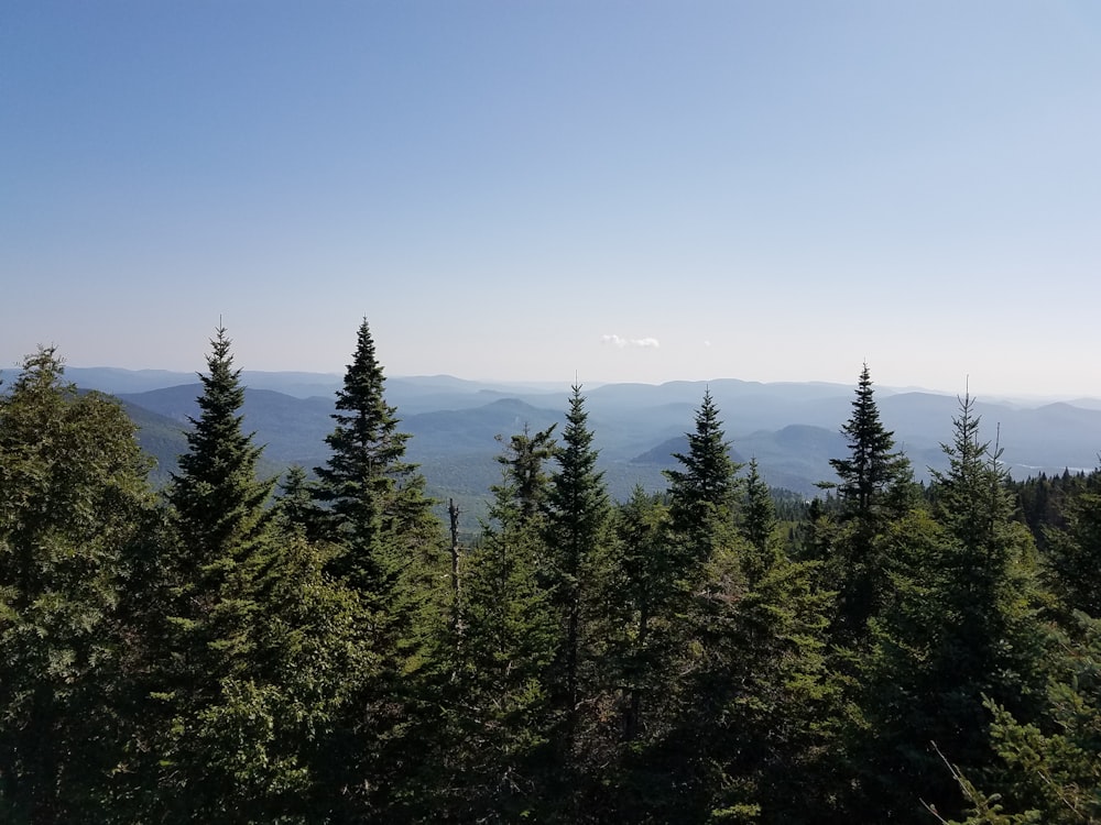 green pine trees