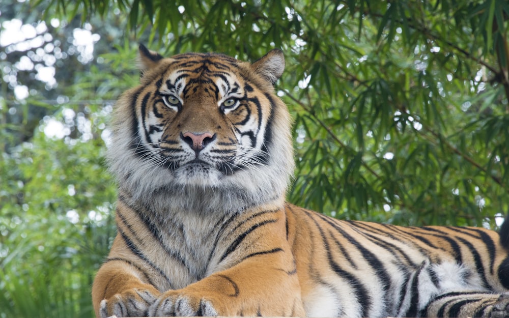 Bengal tiger lying under tree