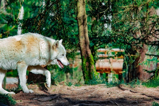 A solitary white wolf walks through a forest, surrounded by lush greenery and tall trees. The creature's fur is thick and slightly ruffled, with a blend of white and gray hues. Its posture shows alertness as it navigates the forest floor, which is dotted with grass and fallen leaves.