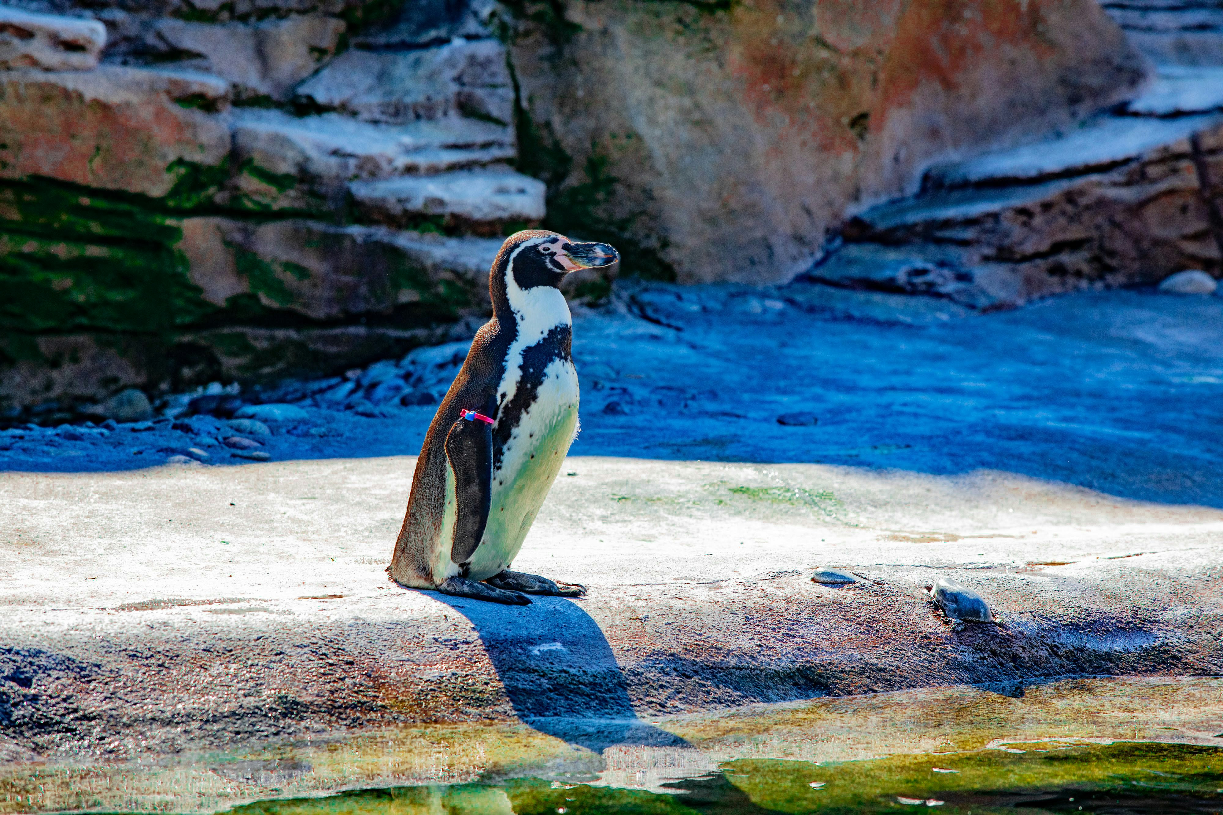 black and white penguin