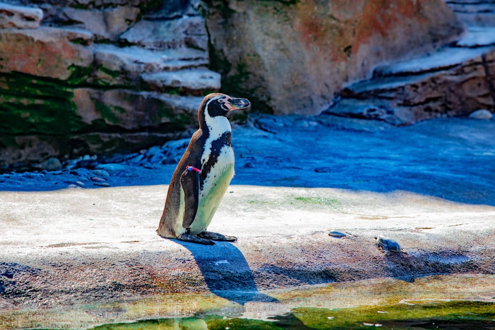 black and white penguin