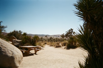 A peaceful picnic area shaded by desert trees with views of the colorful valley.