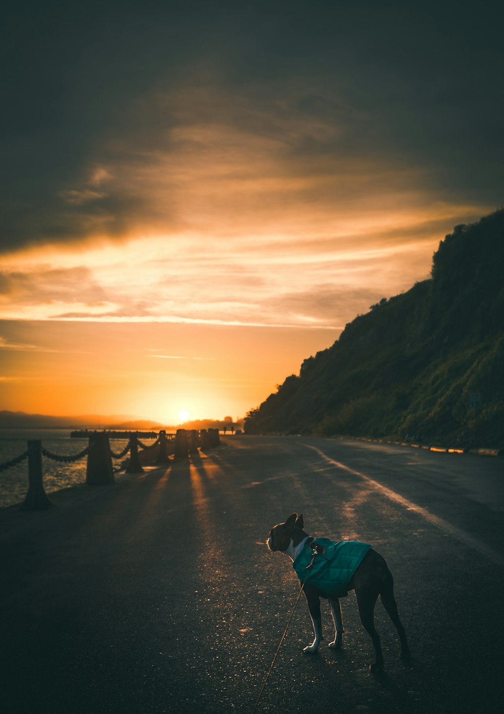 dog standing on road