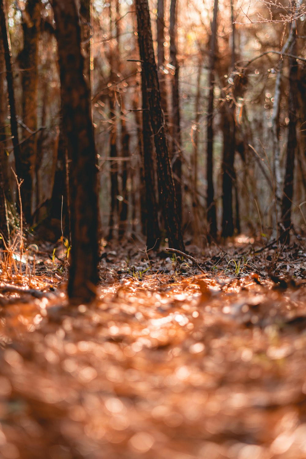 brown-leafed trees