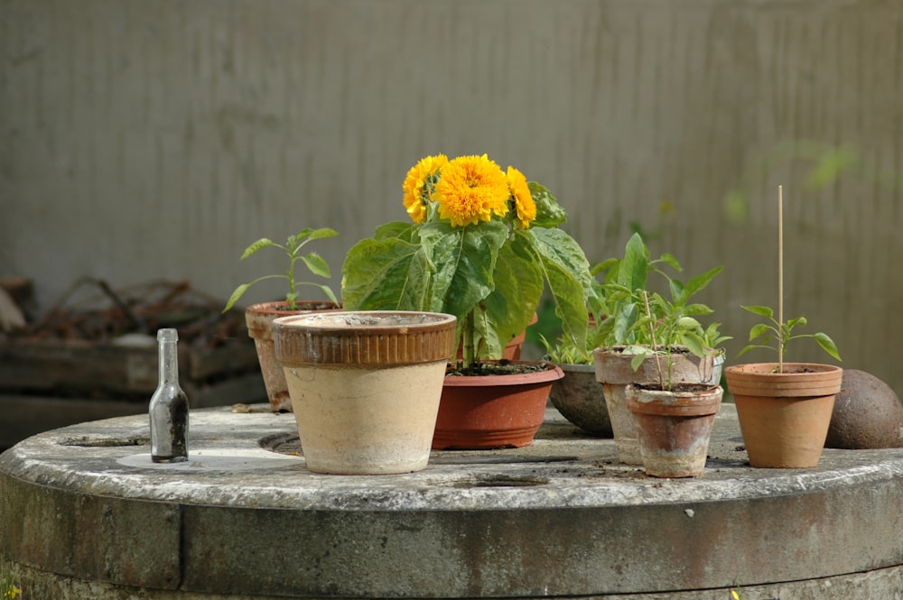 yellow-petaled flower