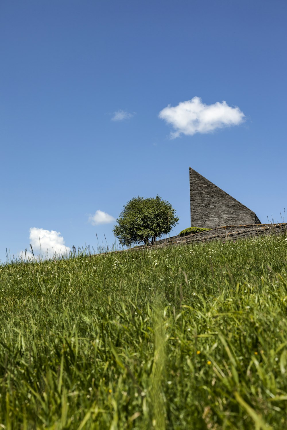 green-leafed trees surrounded by grass